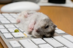 hamster eating on dirty keyboard